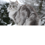 Lost Winter Kingdom