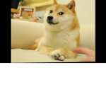 Da Doge boi team