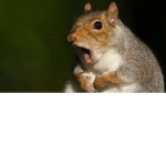 mori squirrel man