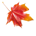 Big Leaf Roblox