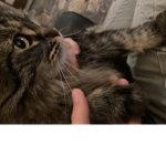 I gatti di Laretta