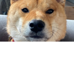 DOGE-COIN-TO-THE-MOON:)