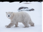 Agency bear