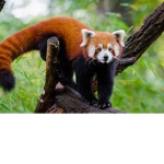 The Real Red Panda Cult