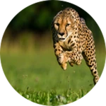 Secret Badge 6