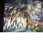 Tigers Ssquad