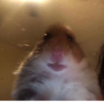 haMStErZ r liFe