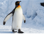 Gang of penguin penguins