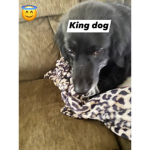Grinding adopt me group for KylerPro0o0