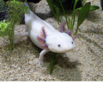 If you like axolotl this is group for you!!!