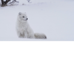 Arctic Fox Clothing (TM)