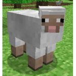 Sheep salad