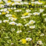 ~Daily Crazy Daisies~