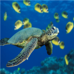 Do You Like Turtles?