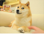 도지단 dogedan