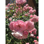 floráison