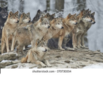 WettestPlayz Wolf Club