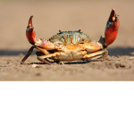 Dr. Crab