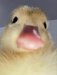 ~{Little duckies}~