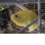 Birds group rule