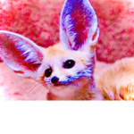 Cute animals unite