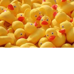 The Lemon Ducks