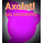 Axolotl salamanders