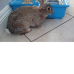 My memories of kevin my rabbit