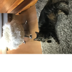 CatsareCuteAllTheTime