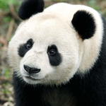 MINECRAFT PANDAS ARE CUTE