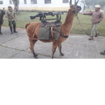 Vegan llamas