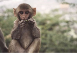 The monkey games hangout :O