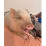 The cute pigs wh