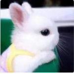 Cute Bunny love
