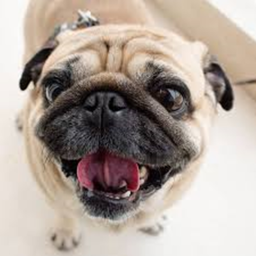 Pug Land