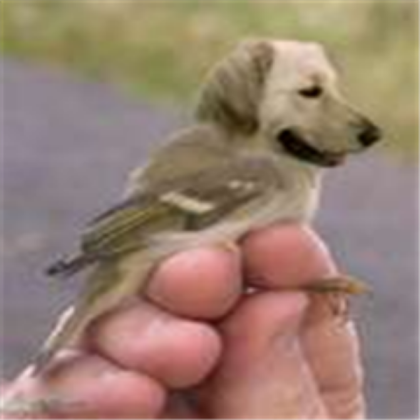 Is it a dog, or bird? You decide. Roblox decal