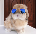 •The cool Bunny•