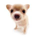 Doggo_puppycute Game