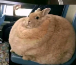 fatcatrabbit