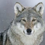 Wolves Association