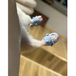 Alice blues
