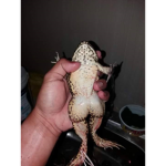 popopo