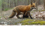 Save the foxxes