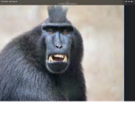 Da true monke group