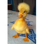 Bonana chickennug