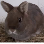 DaRabbit