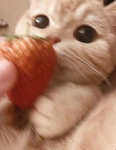 ʙʟᴜsʜʙᴏʙᴀ