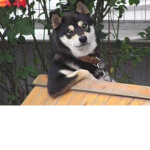CoolDoggo's Games
