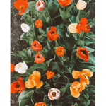 Rosey Tulips~ <3