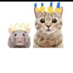 Rats and CATS!